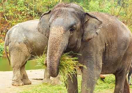 Ellie Pooh Paper Notebook!  Saving Elephants in Thailand